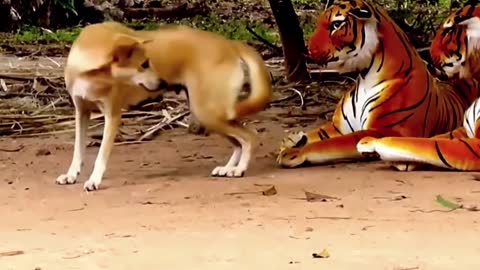 Prank dog & monkey by Fake Tiger Video Funny|2021 #short 2