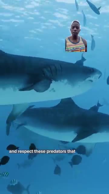 Sharks are Awesome 💯