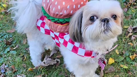 Rosie And Her Cheeseburger (Featuring Rosie The Shihtzu) WITH SPECIAL BARK At The End