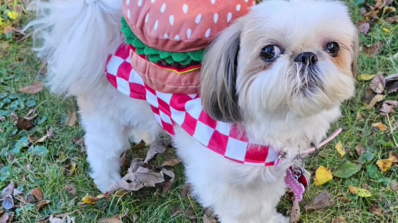 Rosie And Her Cheeseburger (Featuring Rosie The Shihtzu) WITH SPECIAL BARK At The End