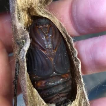 The pupa of a cecropia moth inside its cocoon