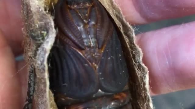 The pupa of a cecropia moth inside its cocoon