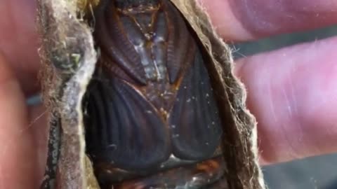 The pupa of a cecropia moth inside its cocoon