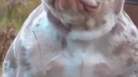 You will be surprised to see such a dangerous species of dog