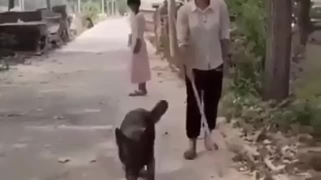 german shepherd helped a blind man) amazing footage)