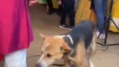 Dog funny video