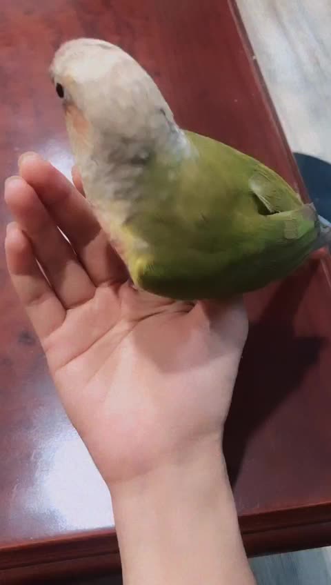 CUTE BIRD...