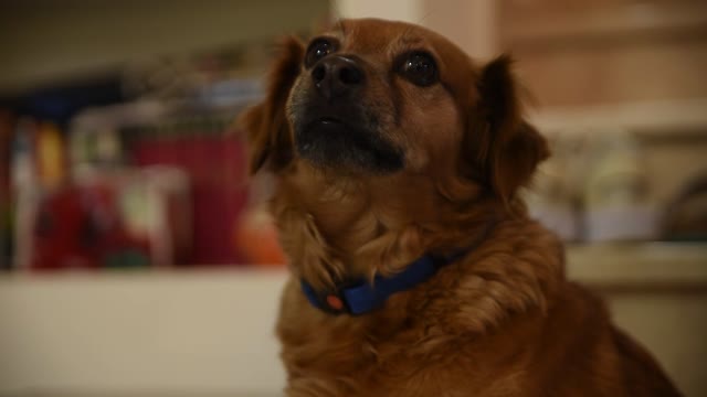 Dog dogi faniya videos comedy shayari pyar ka maja lene laga aur fir video ke sath aa