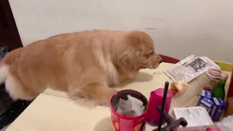He fell off when he was trying to steal food
