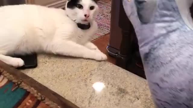 My cat new friend, watch her reaction when she meet him ......... 🐱😱