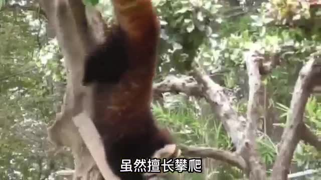 red panda climbing tree