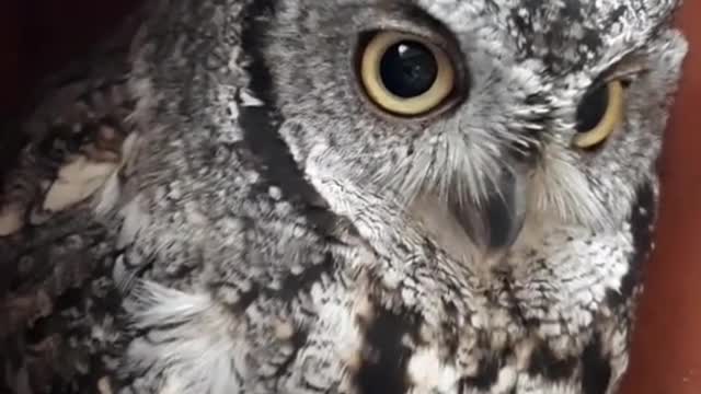owls#cuteanimals