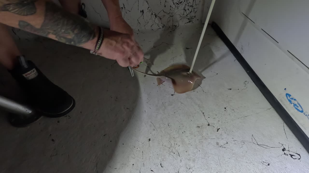 Stingray Shot 🏹 Bowfishing the Gulf