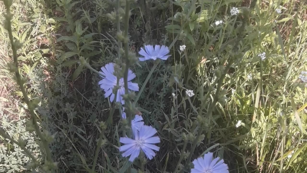 Blue wild flowers