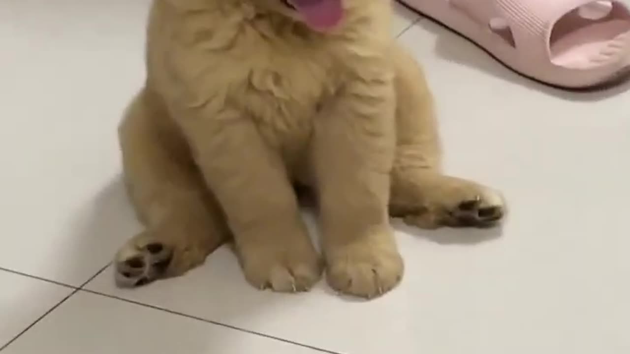 Golden Retriever Puppy First Day Home!