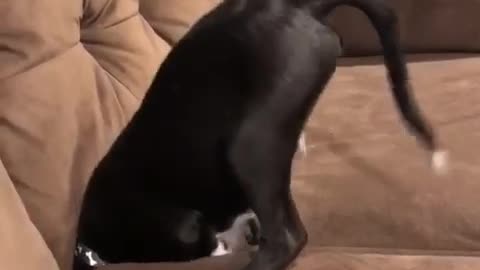 Dog gets head stuck in sofa