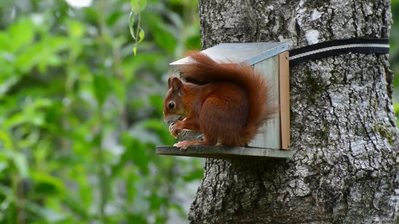 Cute Red Squirrel Having lunch in her home