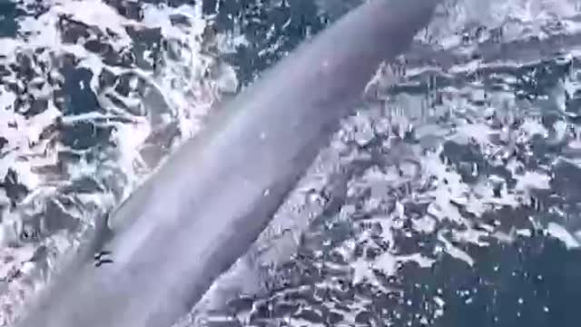 The world's largest whale