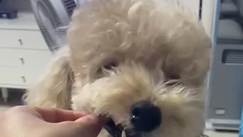 The cute dog is eating the snack