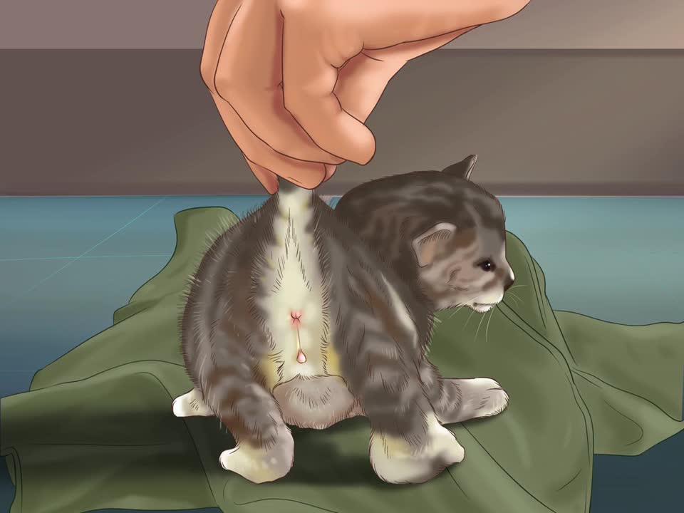 determine the sex of a kitten - cat & kitten care how to tell male kittens from female kittens