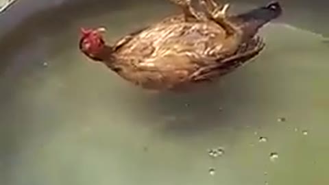 gallina se hace la muerta