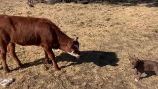 The puppy meets the momma longhorn