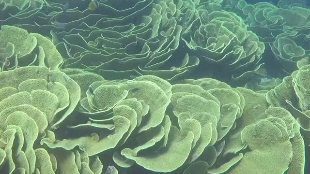 Cabbage Coral in Fiji
