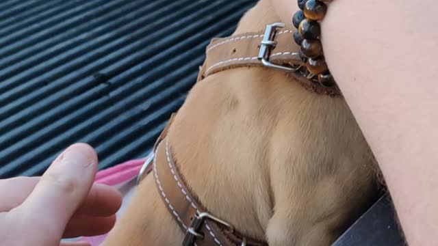 Puppy back of truck