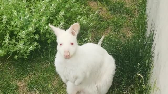 Mother white kangaroo