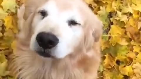 HAPPY DOG▐ TIKTOK