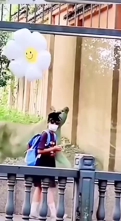 Lioness fascinated by happy face balloon 😊