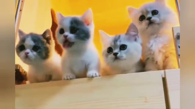 Cat playing in the room, Super videos
