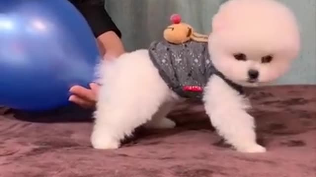 Cute and funny Pomeranian #short