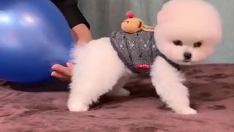 Cute and funny Pomeranian #short