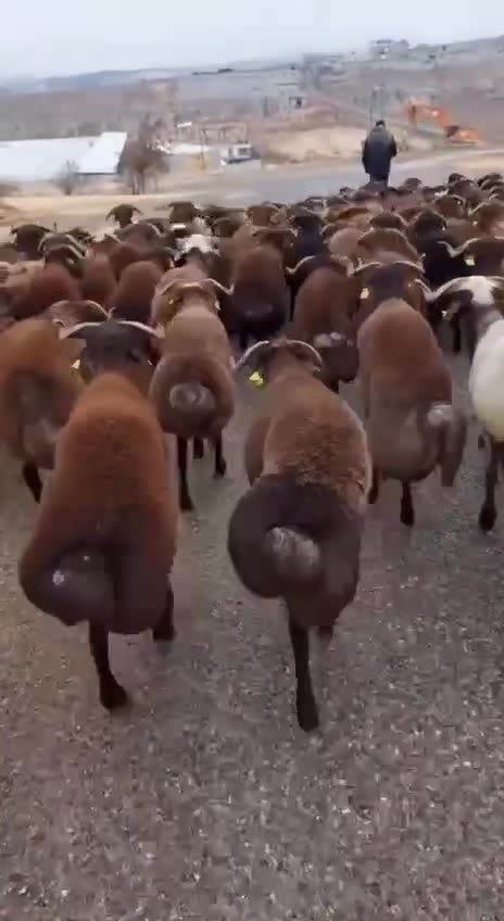 Fat tailed sheep