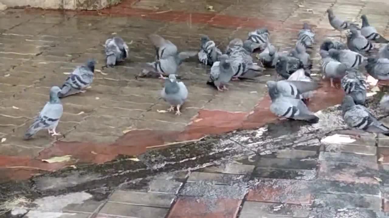 Pigeons enjoying in water