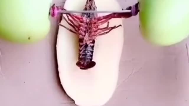 Laugh to death when watching the video