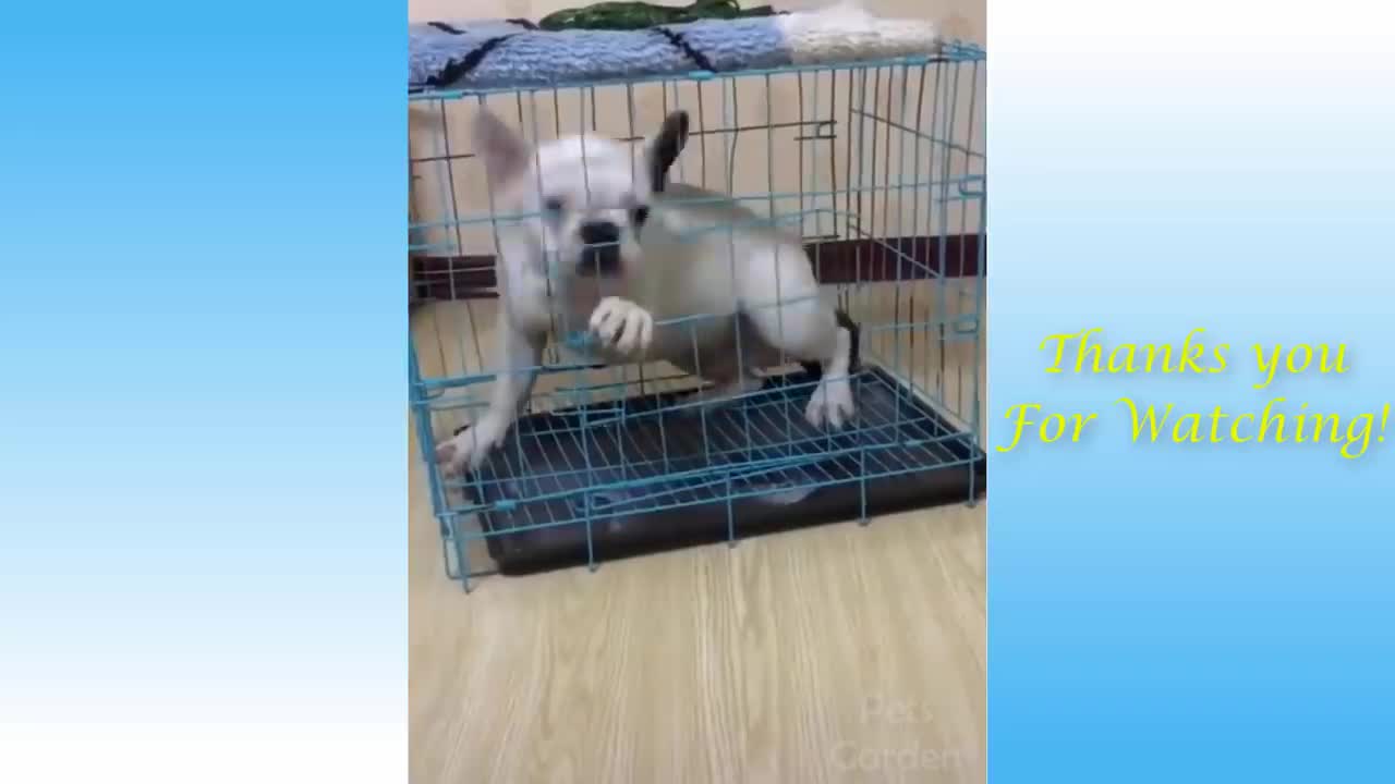 super funny animal videos 2021