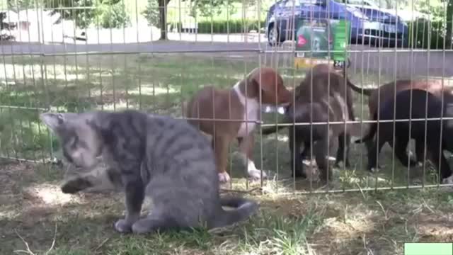 A cat suckling from a dog