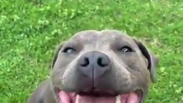 How this strange Cute Dog reacts !