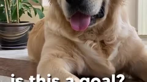 My Dog is Getting Aggresive Over a Tennis Ball