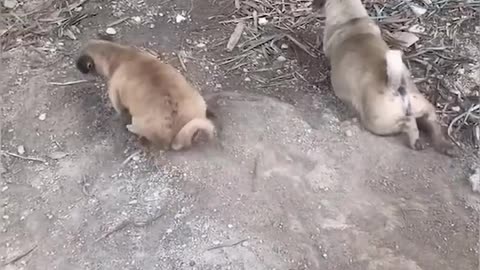 Video Kucing dan Anjing Lucu