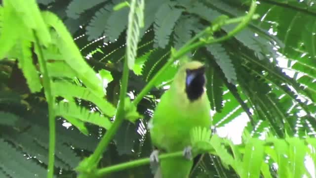 Blue-winged Leafbird calling