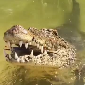 The crocodile eats the crab