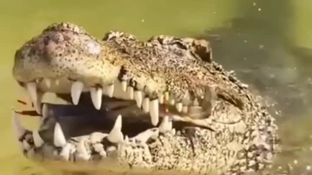 The crocodile eats the crab