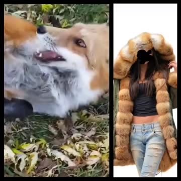 Fox and Baby Foxy Playing WIth Thier Owner