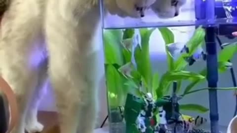 #Cat funny