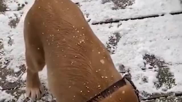 Puppy First Time Experiencing Snow | Golden Retriever Puppy