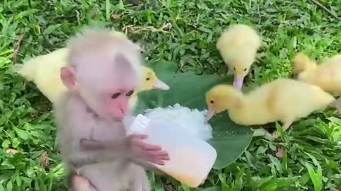 Cute baby monkey and cettan