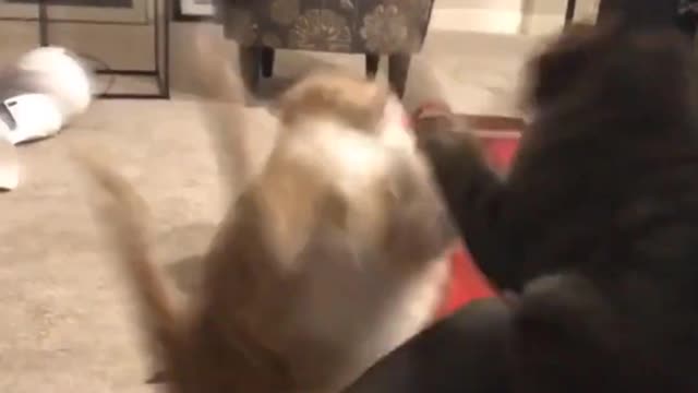 cats real fight compilation 2021 try not to laugh#shorts